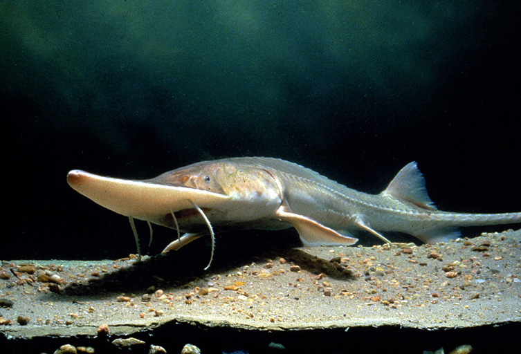 Scaphirhynchus albus